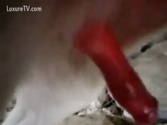 Homemade clip of a slutty wife screwing herself with her dogs dick